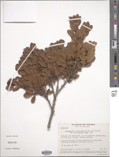 Hesperomeles obtusifolia var. obtusifolia image
