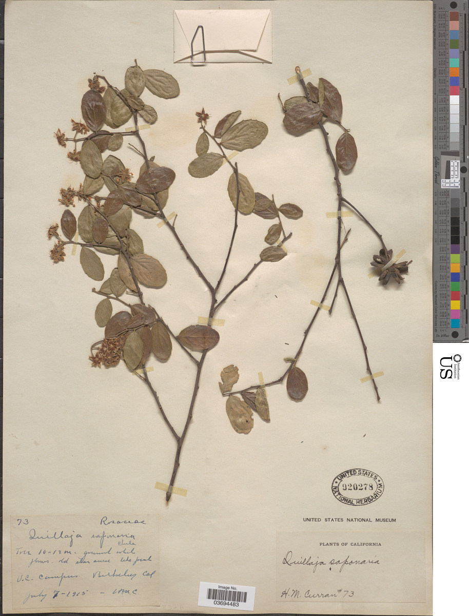 Quillajaceae image