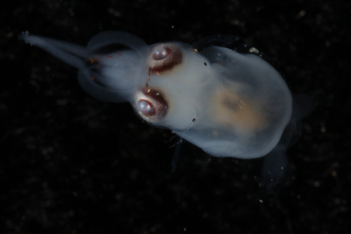 Pterygioteuthis image