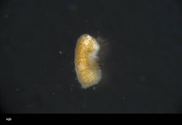 Palythoa heliodiscus image