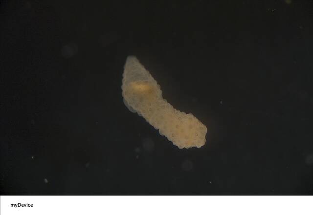 Siphonosoma vastum image