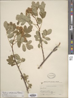 Sorbus californica image