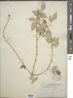 Image of Rubus pringlei