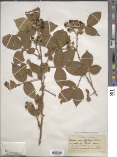 Rubus coriifolius image
