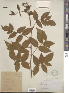 Rubus pinnatus image