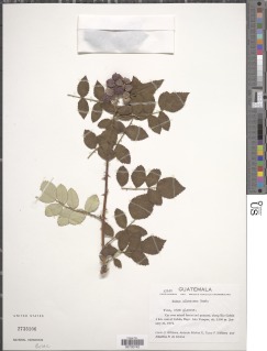 Image of Rubus albescens