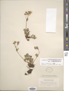 Potentilla × diversifolia image