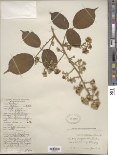 Rubus costaricanus image