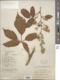Image of Rubus coriifolius