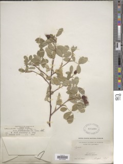 Rosa woodsii subsp. ultramontana image