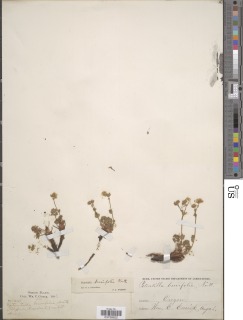 Potentilla brevifolia image