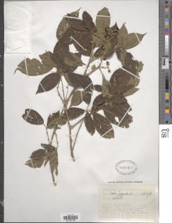 Image of Rubus alpinus