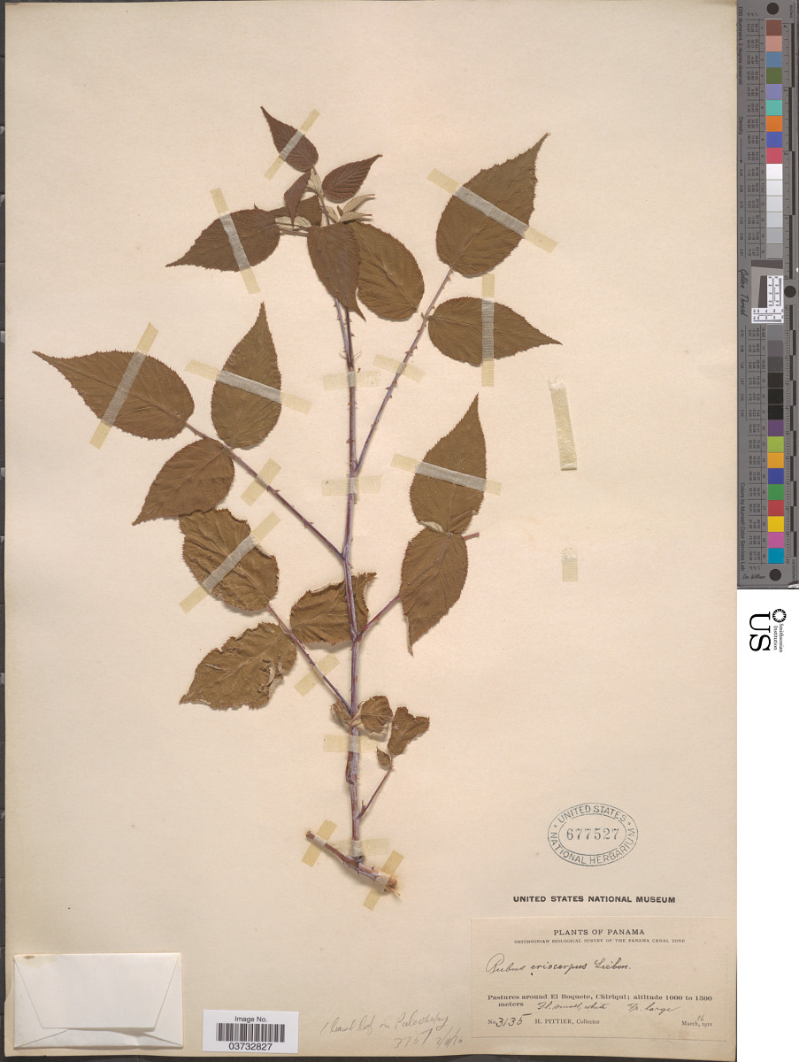 Rubus eriocarpus image