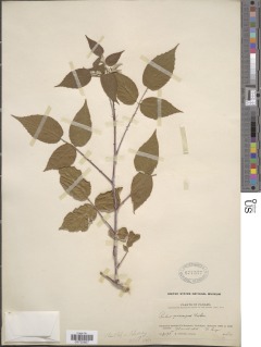 Image of Rubus eriocarpus