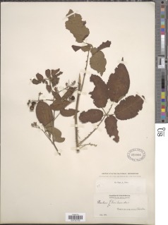 Rubus floribundus image