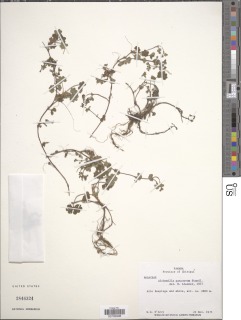 Image of Lachemilla pascuorum