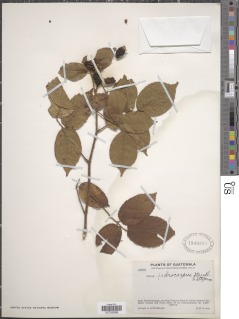 Rubus hadrocarpus image