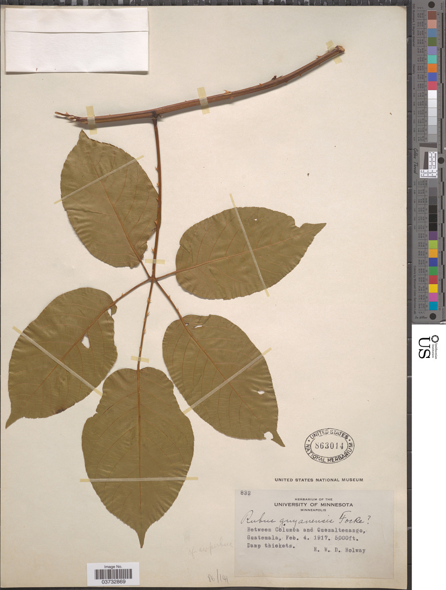 Rubus guyanensis image