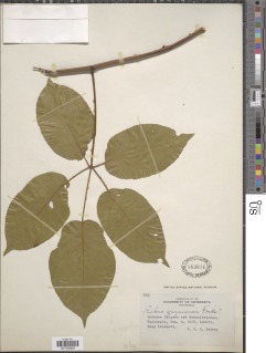 Image of Rubus guyanensis
