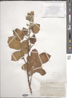 Image of Rubus grabowskii