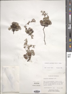 Lachemilla pectinata image
