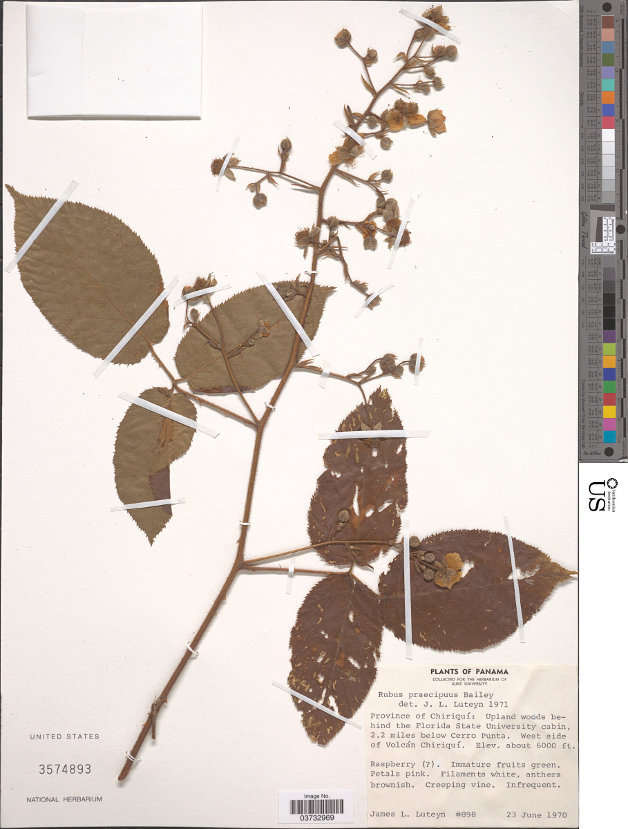 Rubus praecipuus image