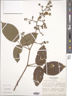 Image of Rubus praecipuus