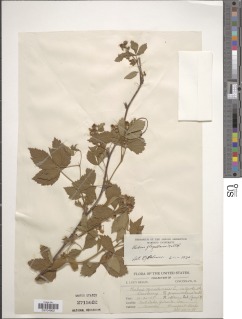 Image of Rubus flagellaris