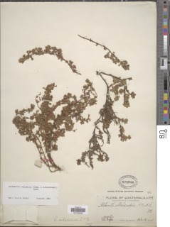 Lachemilla vulcanica image