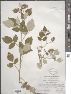 Rubus leucodermis image