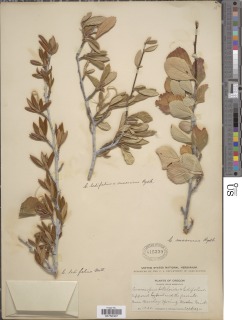 Cercocarpus betuloides var. macrourus image