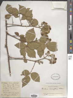 Rubus coriifolius image