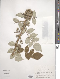 Rubus albescens image