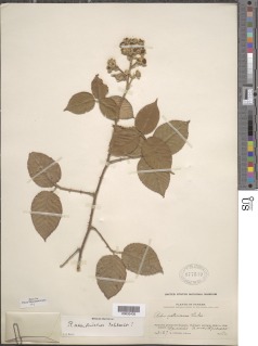 Image of Rubus adenotrichos