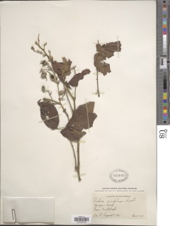 Rubus sapidus image