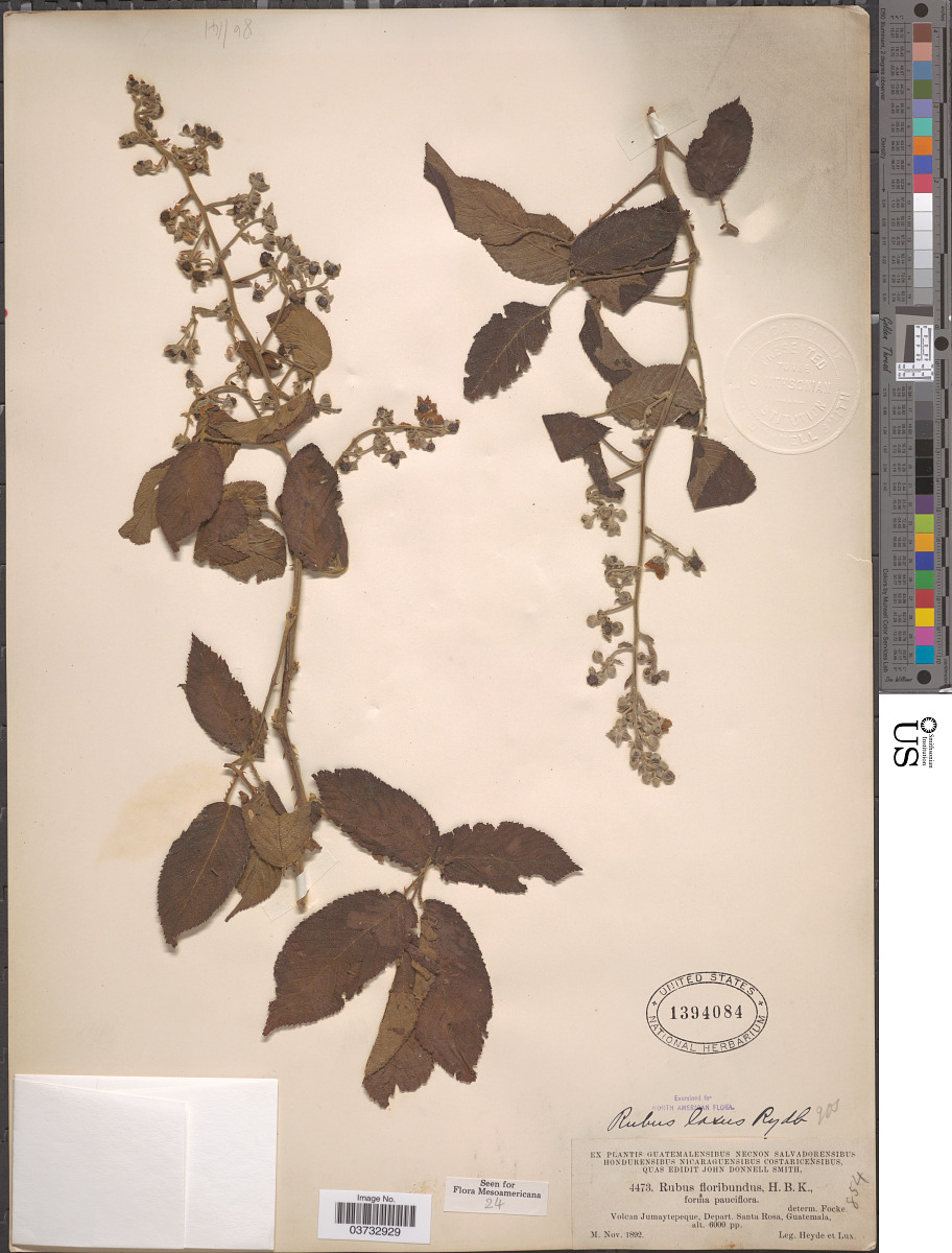 Rubus laxus image