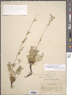 Horkelia daucifolia image