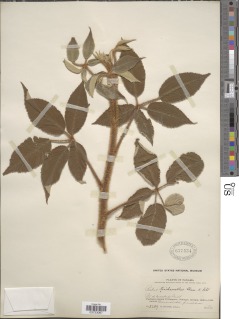 Image of Rubus urticifolius