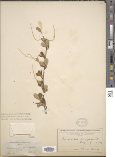 Cercocarpus betuloides image