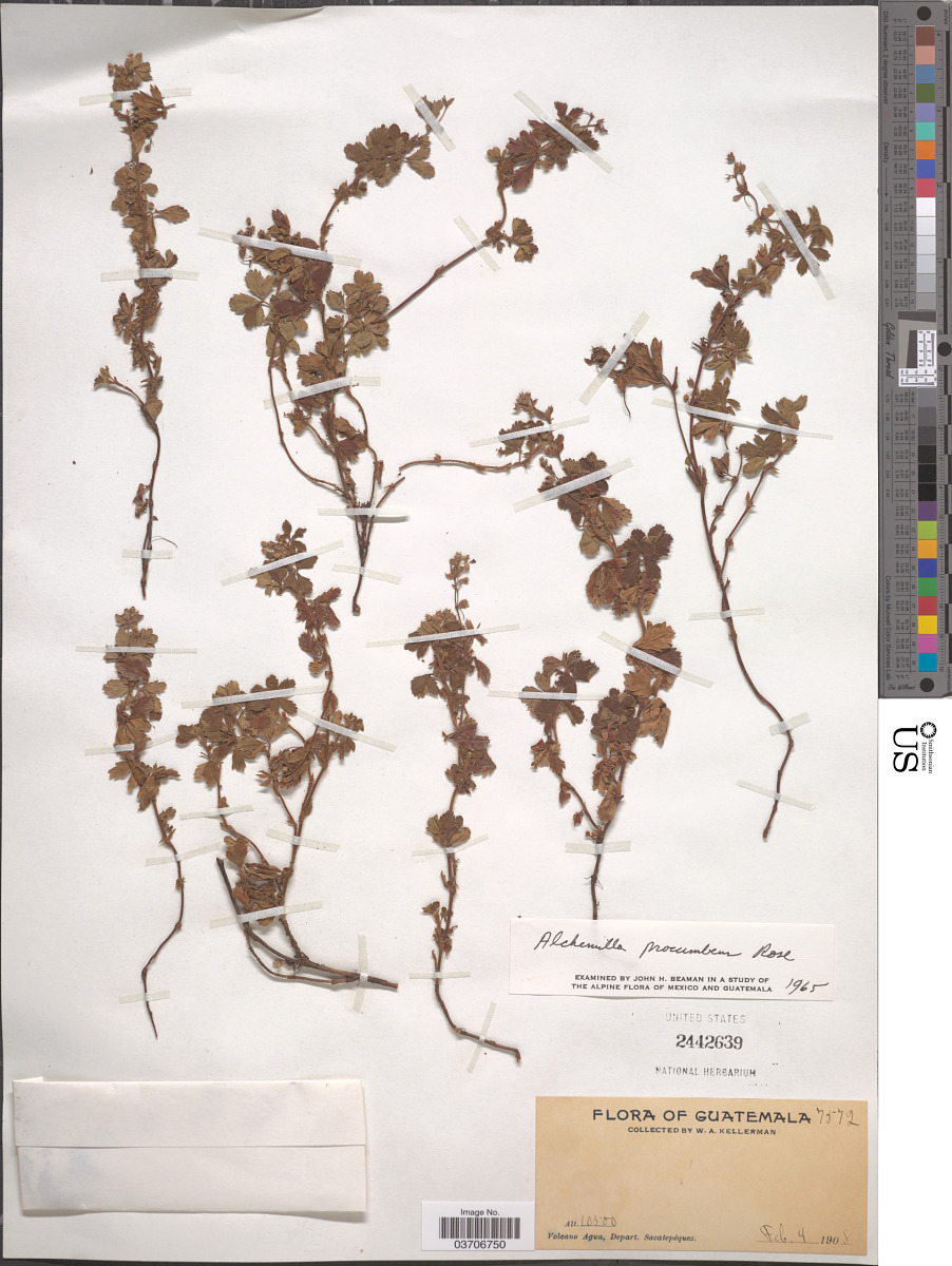 Lachemilla procumbens image