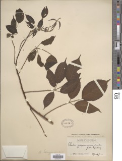 Image of Rubus alpinus