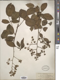 Rubus smithii image