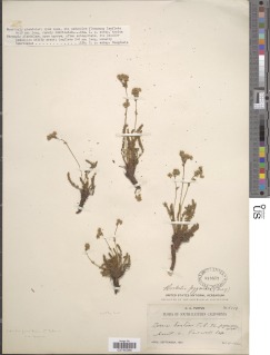 Ivesia pygmaea image