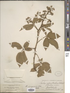 Rubus costaricanus image