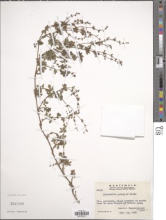 Image of Lachemilla sibbaldiifolia