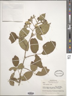 Image of Rubus smithii