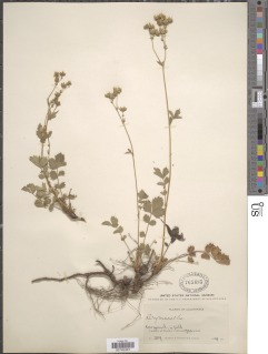 Drymocallis glandulosa var. reflexa image