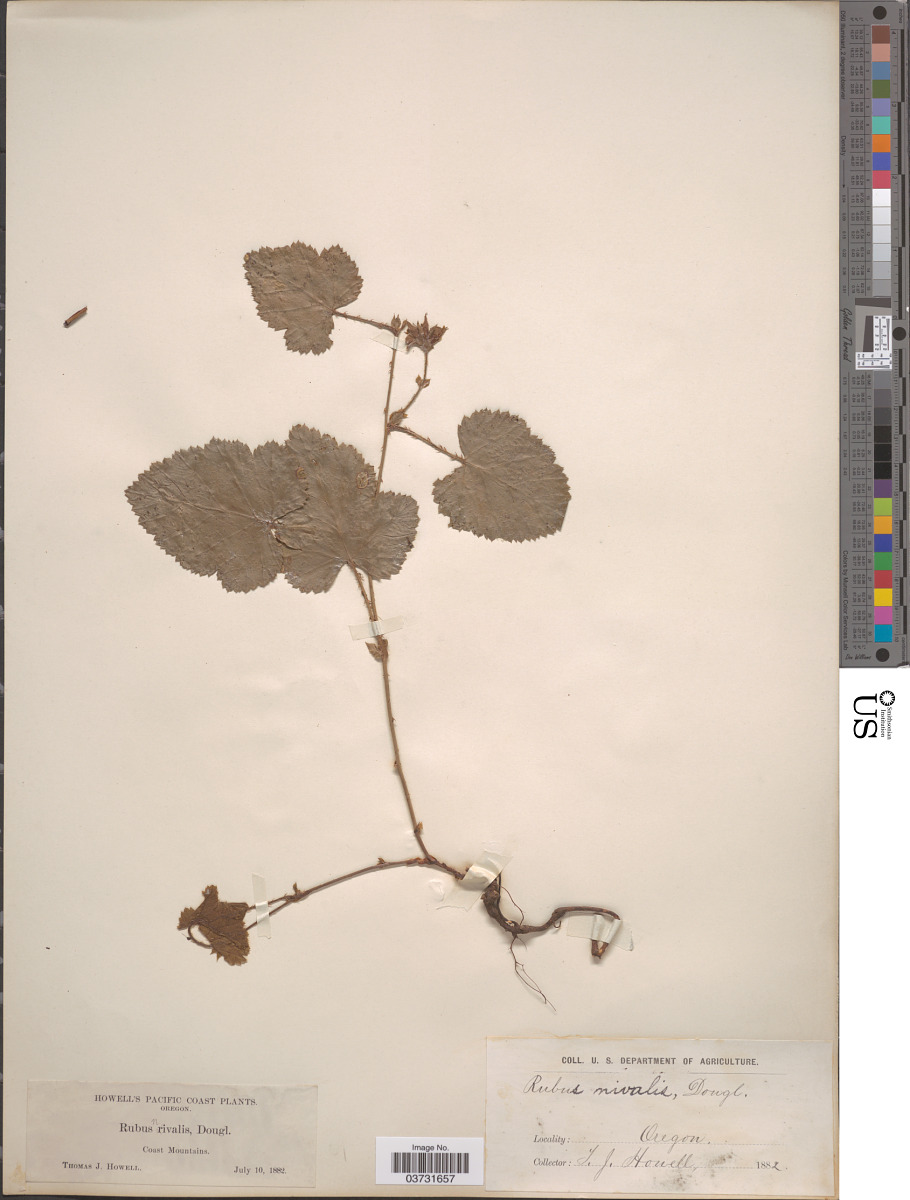 Rubus nivalis image