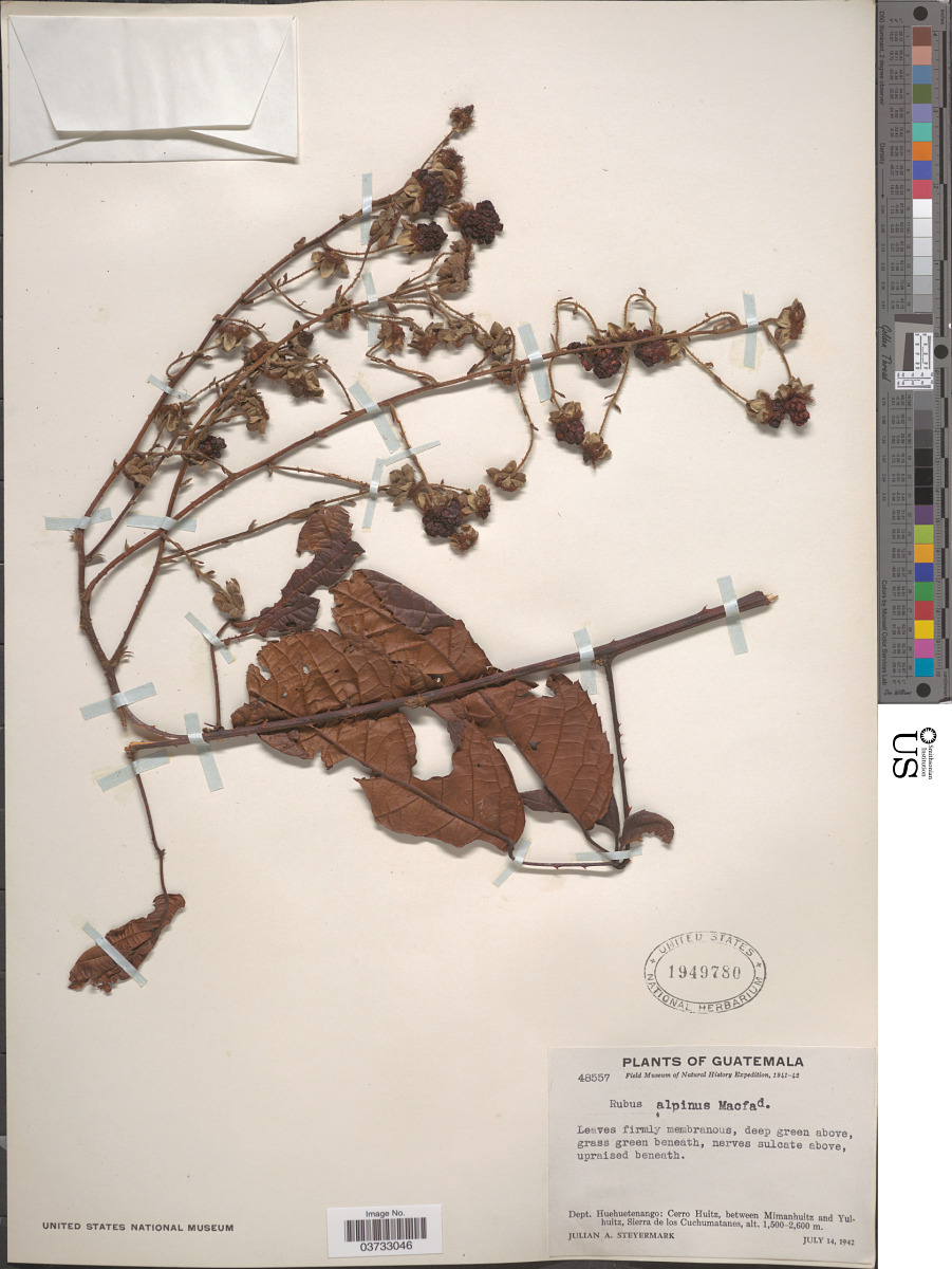 Rubus scandens image
