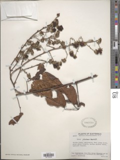 Image of Rubus scandens